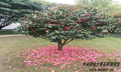 中財(cái)在職研究生攻讀方式有哪些？