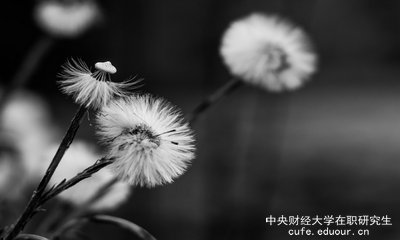 想上中央財(cái)經(jīng)大學(xué)在職研究生去哪里報(bào)名？